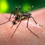 Dengue y el niño: provincia lanzó un operativo esta semana y pidió revisar patios y terrazas