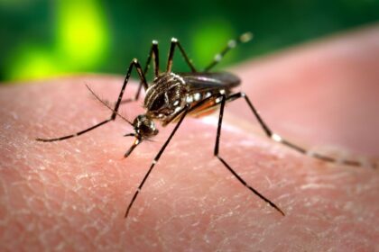 Dengue y el niño: provincia lanzó un operativo esta semana y pidió revisar patios y terrazas