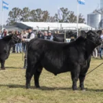 Cañuelas recibe desde este lunes una de las grandes muestras ganaderas del país: habrá cinco días de actividades