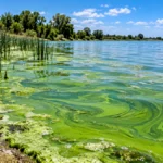 Alerta por cianobacterias en 11 municipios bonaerenses: cuáles son las zonas bajo advertencia