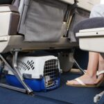 Transportadora de mascota debajo de un asiento de avión