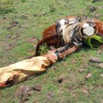 Tragedia en san isidro: cayó un rayo en el jockey club y mató a 4 yeguas de polo