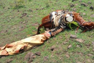 Tragedia en san isidro: cayó un rayo en el jockey club y mató a 4 yeguas de polo