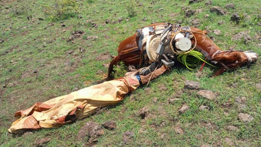 Tragedia en san isidro: cayó un rayo en el jockey club y mató a 4 yeguas de polo